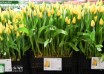 Tulipa Strong Gold (1)